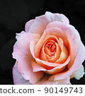 rose	 90149743