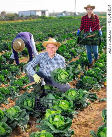 Man working on farm field on summer day, harvesting cabbage Man working on farm field on summer day, harvesting cabbage 90149814