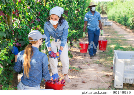 Three workers in masks harvesting plums 90149989