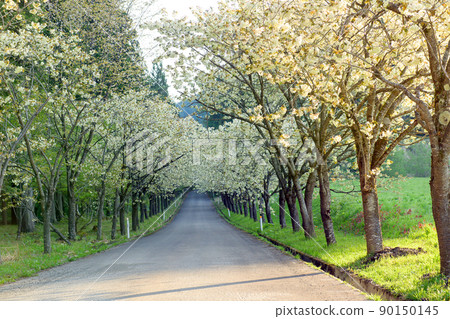 一排黃色的櫻花樹，秋田縣清爽早晨的開始 90150145