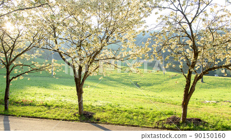 Yellow cherry blossoms bloom Odai ski resort Akita prefecture 90150160