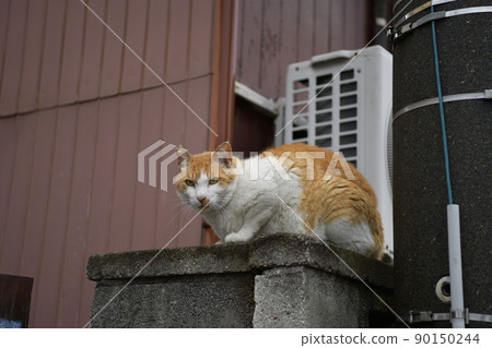 Stray cat after the rain 90150244