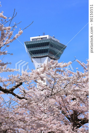 Goryokaku Tower and Sakura in Goryokaku Park 90150551