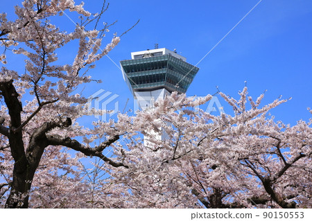 Goryokaku Tower and Sakura in Goryokaku Park 90150553