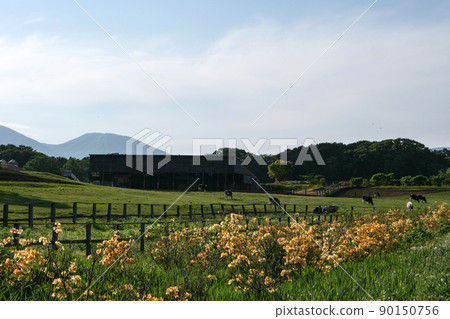 Scenery, Koiwai Farm at the foot of Mt. Iwate where yellow azaleas bloom, leisurely ranch Scenery, Koiwai Farm at the foot of Mt. Iwate where yellow azaleas bloom, leisurely ranch 90150756