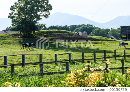 Landscape, photos, yellow azaleas at the foot of Mt. Iwate Koiwai Farm, a leisurely ranch Landscape, photos, yellow azaleas at the foot of Mt. Iwate Koiwai Farm, a leisurely ranch 90150759