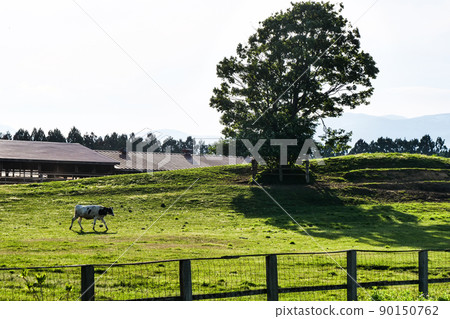 Landscape, photos, yellow azaleas at the foot of Mt. Iwate Koiwai Farm, a leisurely ranch Landscape, photos, yellow azaleas at the foot of Mt. Iwate Koiwai Farm, a leisurely ranch 90150762