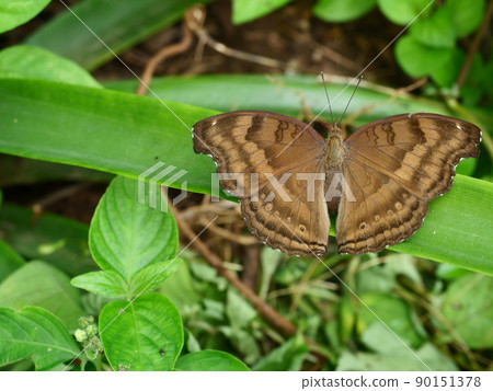 The Chocolate Pansy ( Junonia iphita ) butterfly on leaf with natural green background, Brown stripe on the spreading wings of a tropical insect, Thailand The Chocolate Pansy ( Junonia iphita ) butterfly on leaf with natural green background, Brown stripe on the spreading wings of a tropical insect, Thailand 90151378