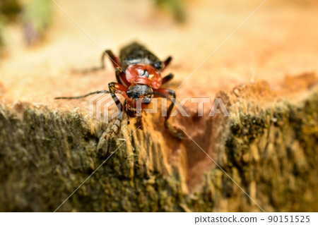 Cantharidae or soft beetle sits on a stump. 90151525