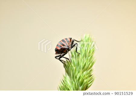 The Italian bug or Graphosoma lineatum was filmed in phases on the grass. The Italian bug or Graphosoma lineatum was filmed in phases on the grass. 90151529
