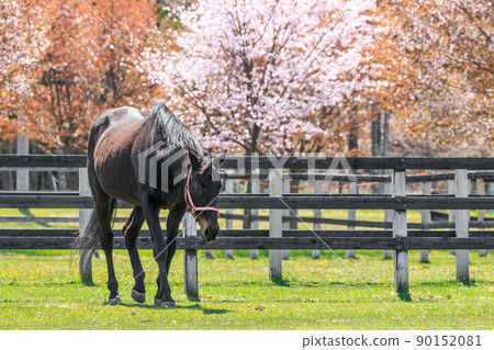 Urakawa-cho, Hokkaido, racehorses and cherry blossoms walking slowly [May] 90152081