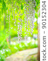 Wisteria at Bungo Botanical Garden 90152304