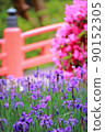 Iris of Manba Botanical Garden 90152305