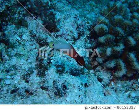 Hatatate Haze (Miyakojima) Hatatate Haze (Miyakojima) 90152383