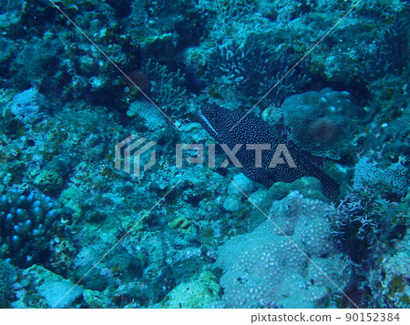 Hanabi Moray (Miyakojima) Hanabi Moray (Miyakojima) 90152384