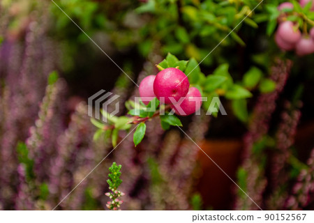 Pernettya mucronata pink berries on twig close up 90152567
