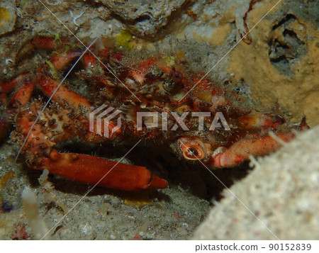 Nokogiri crab (Miyakojima) Nokogiri crab (Miyakojima) 90152839