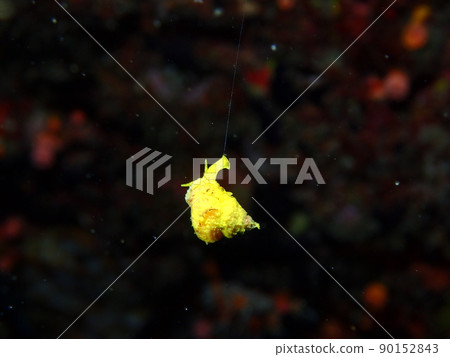 橙杯珊瑚 Dorito Kake (宮古島) 橙杯珊瑚 Dorito Kake (宮古島) 90152843