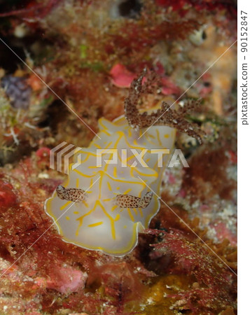 Kiss Jikanten Nudibranch (宮古島) Kiss Jikanten Nudibranch (宮古島) 90152847