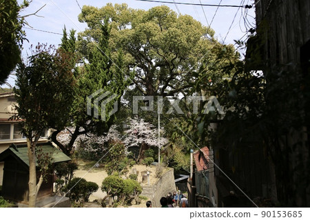 尾道寺的巨樹 90153685