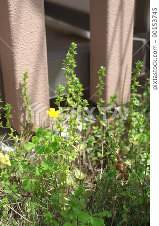 酢漿草花 90153745