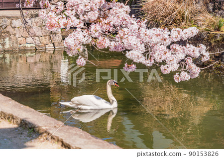 (Okayama Prefecture) Kurashiki Bikan Historical Quarter, Kurashiki River and swans in full bloom 90153826