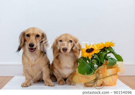 卡寧根達克斯獵犬 卡寧根達克斯獵犬 90154096