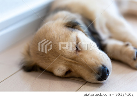 Puppy Kaninhen Dachshund Puppy Kaninhen Dachshund 90154102
