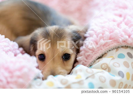 Puppy Kaninhen Dachshund Puppy Kaninhen Dachshund 90154105