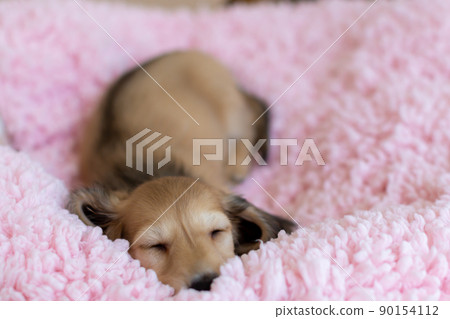 小狗 Kaninhen 臘腸 小狗 Kaninhen 臘腸 90154112