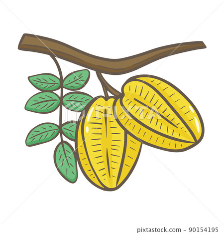 Carambola fruit on branch with leaves hand drawn illustration 90154195