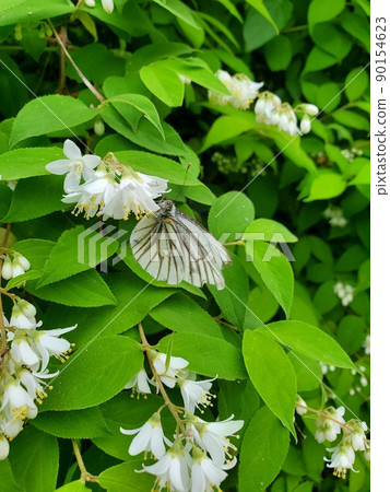 白菜蝶從花中吸食花蜜 白菜蝶從花中吸食花蜜 90154623