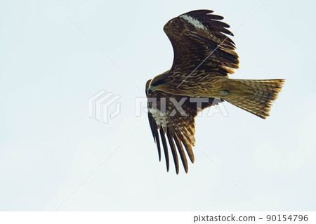 Black kite dancing gracefully Black kite dancing gracefully 90154796