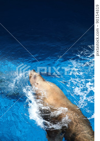 [May, Toba City, Mie Prefecture] A giant sea lion swimming, a powerful breather, Toba Aquarium 90154819