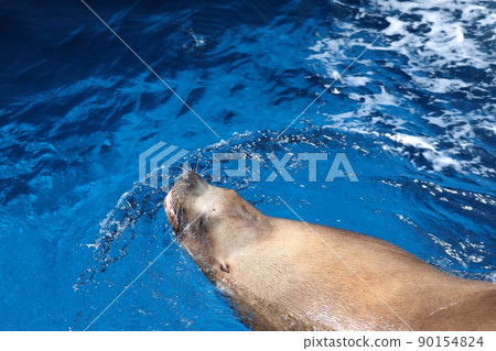 [5月，三重縣鳥羽市]巨大的海獅游泳，強大的呼吸，鳥羽水族館 90154824