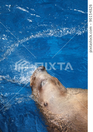 [May, Toba City, Mie Prefecture] A giant sea lion swimming, a powerful breather, Toba Aquarium 90154826