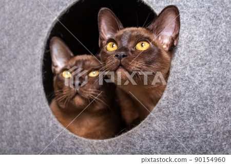 Two burmese kittens looking from their house. 90154960