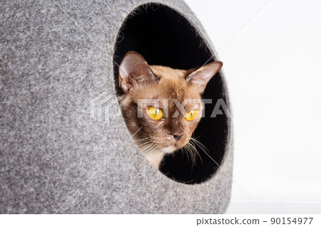 Burmese cat looking from house. Light background. Burmese cat looking from house. Light background. 90154977