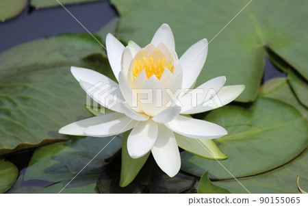 從六月到十月開花的睡蓮 從六月到十月開花的睡蓮 90155065