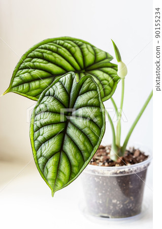 Alocasia plant going to bloom with a tiny flower Alocasia plant going to bloom with a tiny flower 90155234