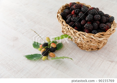 Mulberry (morus alba) Mulberry (morus alba) 90155769