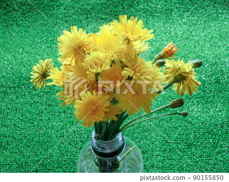 Up of a bouquet of flatweed (dandelion) in a PET bottle on artificial turf Up of a bouquet of flatweed (dandelion) in a PET bottle on artificial turf 90155850