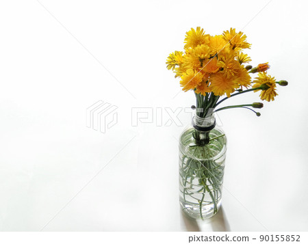 A bouquet of flatweed (dandelion) in a PET bottle on a white background 90155852
