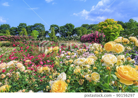Matsusaka Agricultural Park Bell Farm English Garden in full bloom 90156297