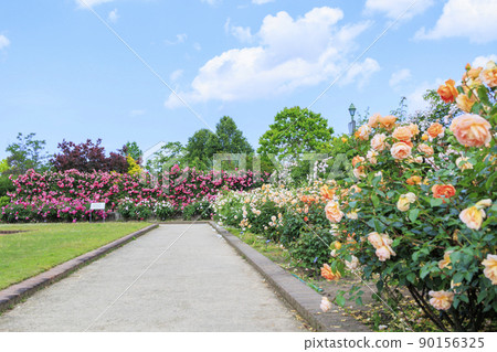 Matsusaka Agricultural Park Bell Farm English Garden in full bloom 90156325