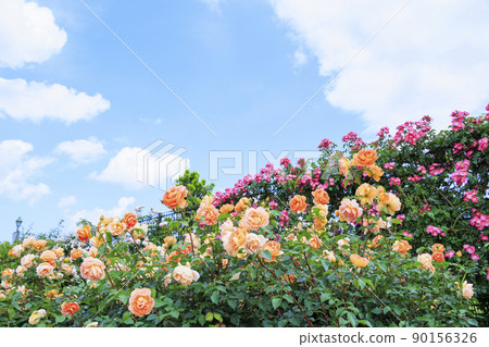 Matsusaka Agricultural Park Bell Farm English Garden in full bloom 90156326