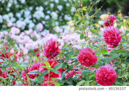 盛開的松阪農業公園貝爾農場英式花園 盛開的松阪農業公園貝爾農場英式花園 90156337