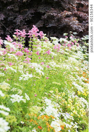 Matsusaka Agricultural Park Bell Farm English Garden in full bloom 90156344