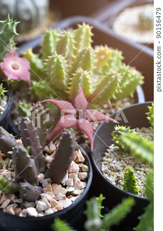 Huernia with red flower in cactus and succulent garden. 90156479