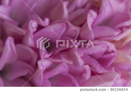 Hyacinth flower close up shot Hyacinth flower close up shot 90156654